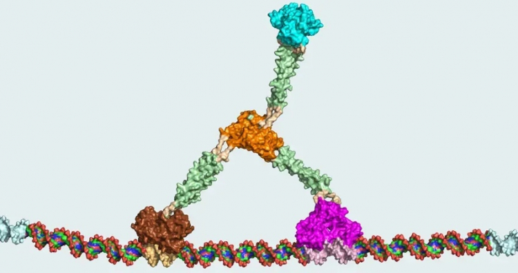 Researchers Mimic Life's Engines