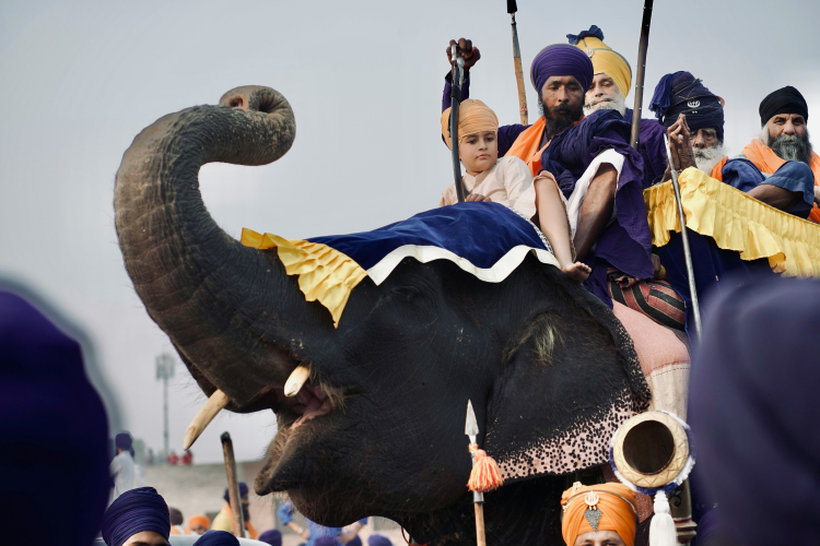 Hannibal's War Elephants May Solve a Mystery of the Past