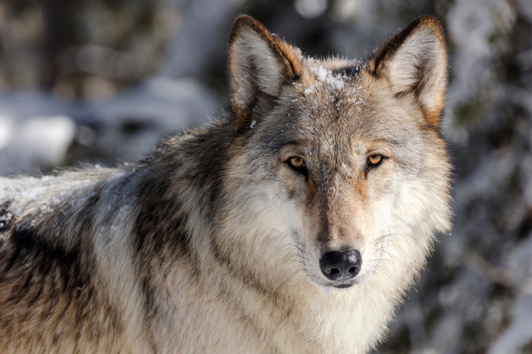 California Wolves Feed Heavily on Cattle