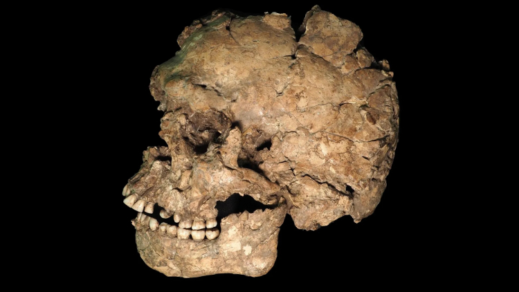 One of First Humans Out of Africa Was Stabbed in the Face