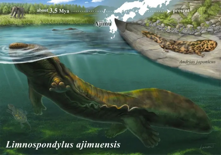 Fossils Reveal an Extinct Giant Salamander