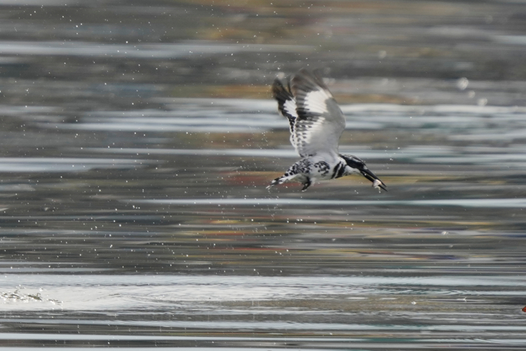 A New Flapping Robot Swims and Flies Like a Diving Bird