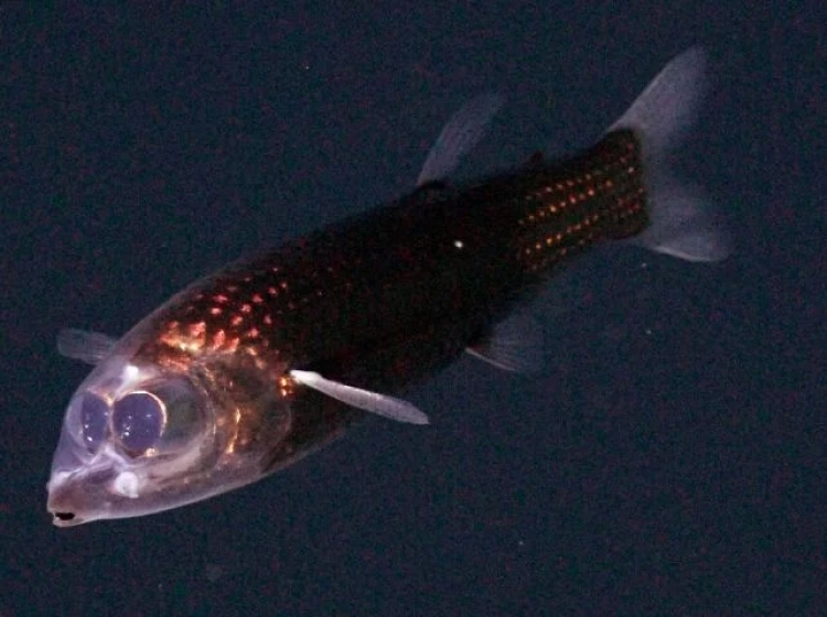 First-Ever Footage of Haunting Barreleye Fish Captured