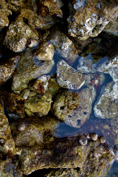 Researchers Confirm Cause of Earth's Biggest Mass Extinction