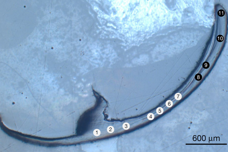 Ancient Sea Worms May Have 'Bio-Metal' in Their Jaws
