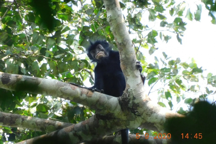 New Monkey Species With Orange Lips Discovered