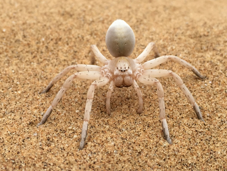 Scientists Ranked the Fastest Spiders