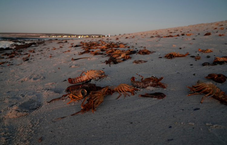 Frogs May Have Antidote to Deadly Red Tide Toxin