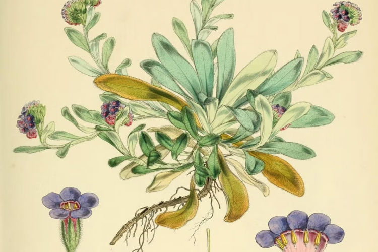 The Debate Over Pictures in Science