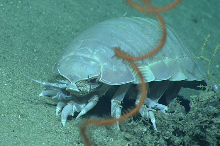 How a Deep-Sea Creature Lives 5 Years Without Food