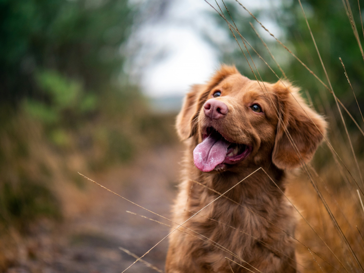 Can Owners Really Double Their Dog's Lifespan?