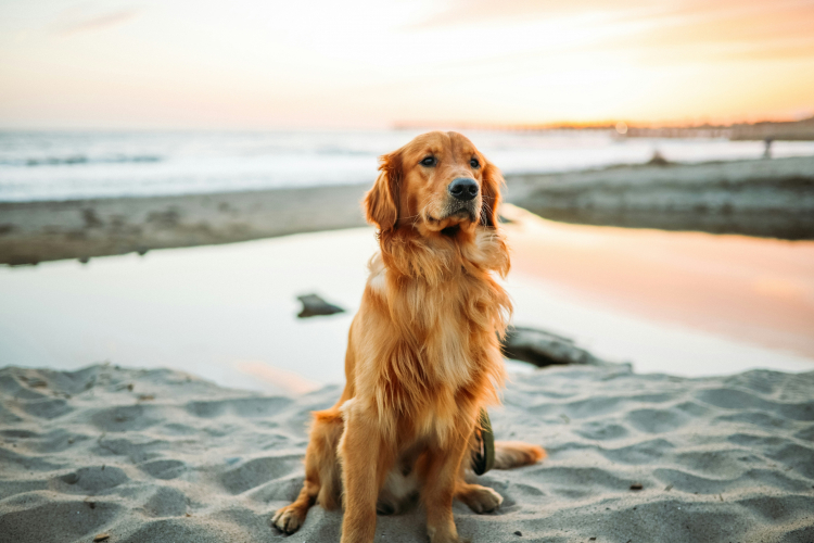 Talking With Animals? Yes, It's Possible