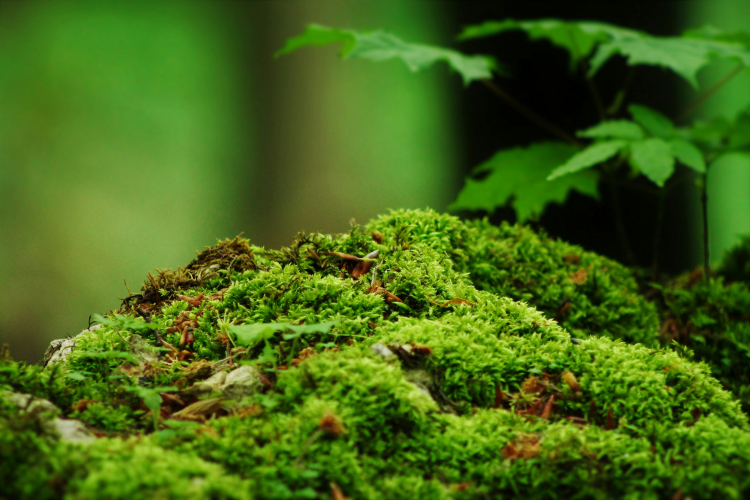 Moss Generates Waves That Look Like a Neural Network