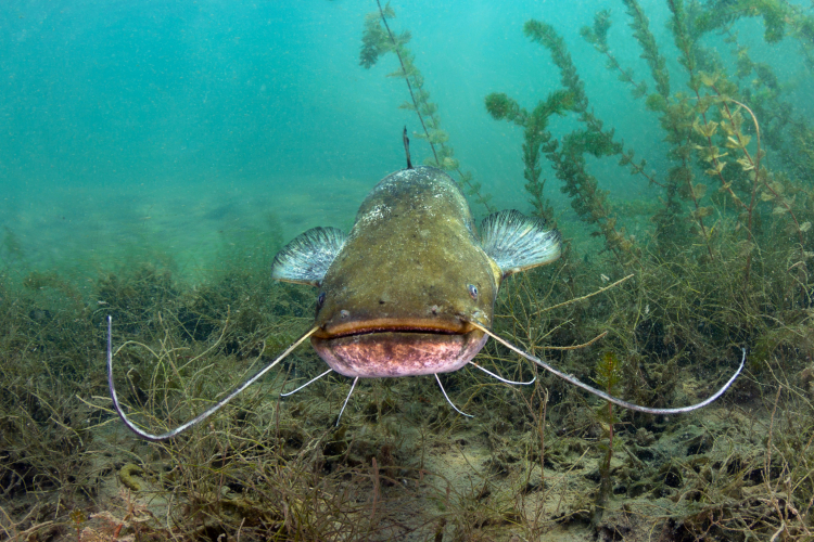 Scientists Discover Transmissible Cancer in Catfish