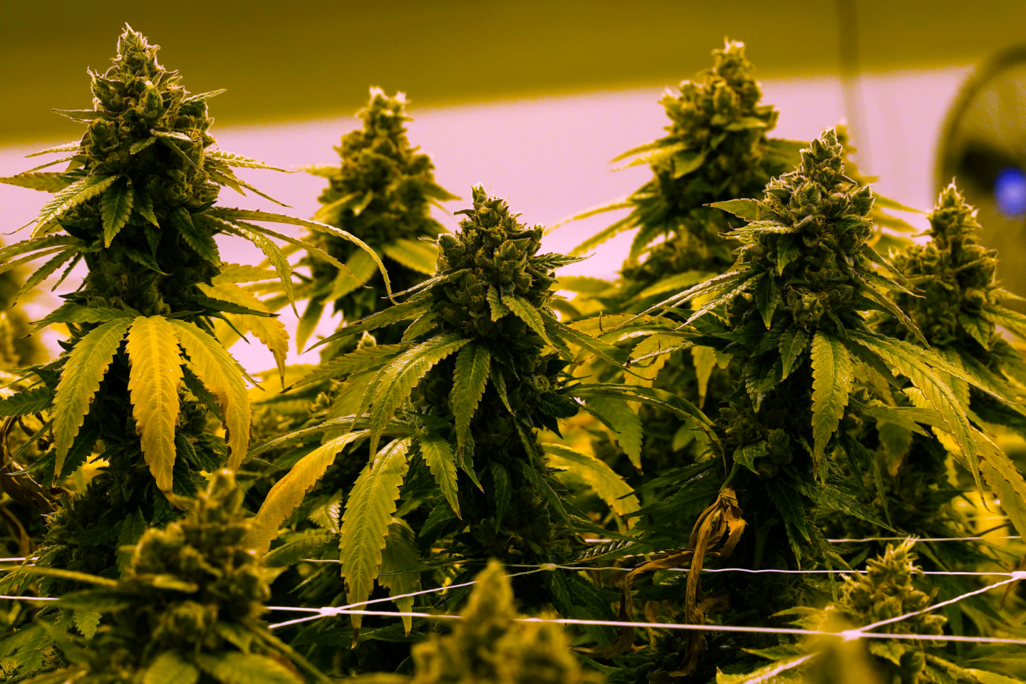 Must-Read: 9 Questions Every Patriot Should Ask About AI, Politics, Movies, and Drug Use