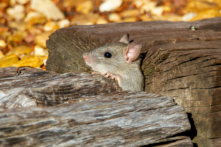 Drug Reverses Alzheimer's-Like Brain Changes in Mice