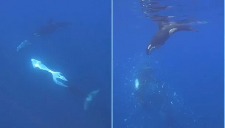 Orcas Seen Ramming World's Heaviest Fish So Hard It Explodes