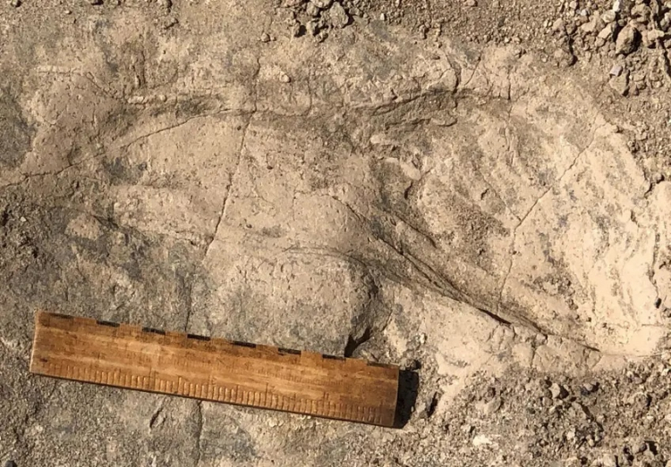 Footprints Reveal Behavior of Large Human Relative