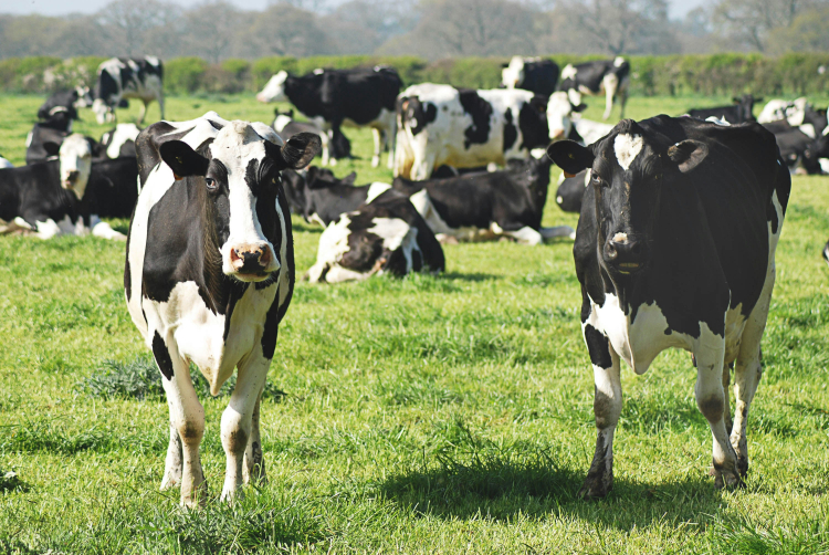 A New Way a Cow's Inner World Shapes Earth