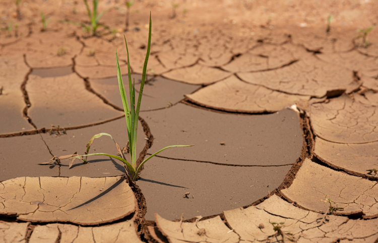 The Lab Growing Mutant Bacteria to Terraform Earth