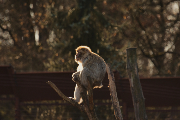 Monkeys Sometimes Have 'Pets' Like Humans