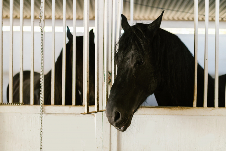 A Mystery Virus Started Killing Horses, Then Humans