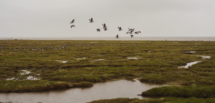 Rising Seas Are Swallowing Most U.S. Coastal Wetlands