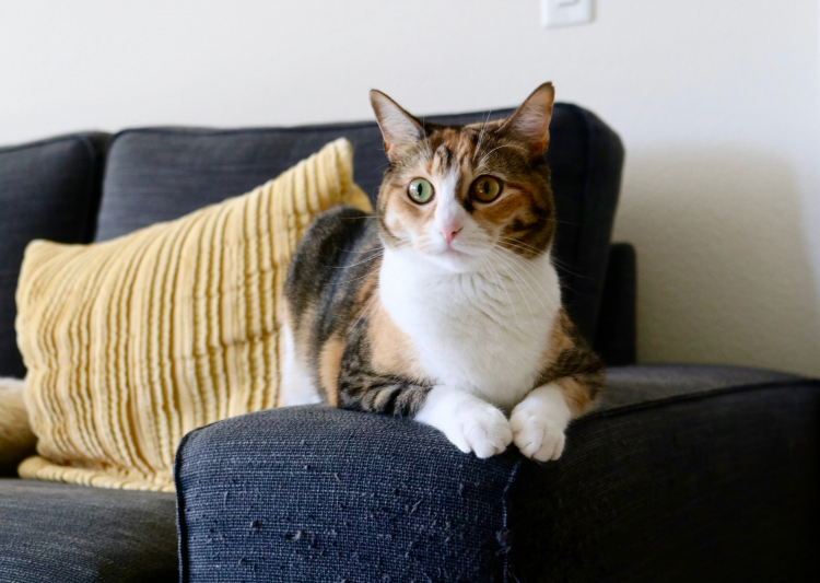 Transitioning a Pet Cat Indoors Isn't a Cat-Astrophe