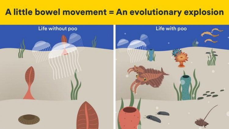 How Excrement May Have Led to the Cambrian Explosion