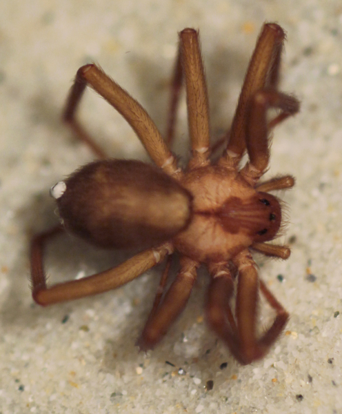 5 Things You Might Not Know About the Brown Recluse