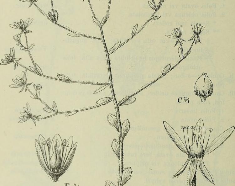 Darwin Was Right: These Plants Are Carnivores