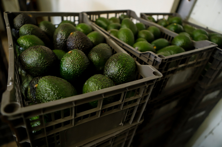 Breakthrough Could Change Avocadoes for the Better