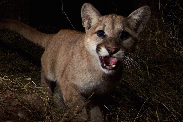 Mountain Lions Protect Us... From Deer