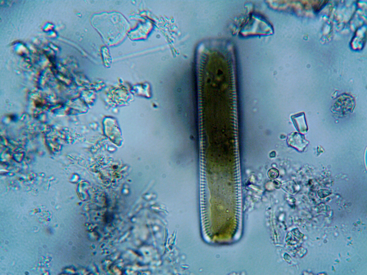 Study Suggests Life on Earth Evolved Twice