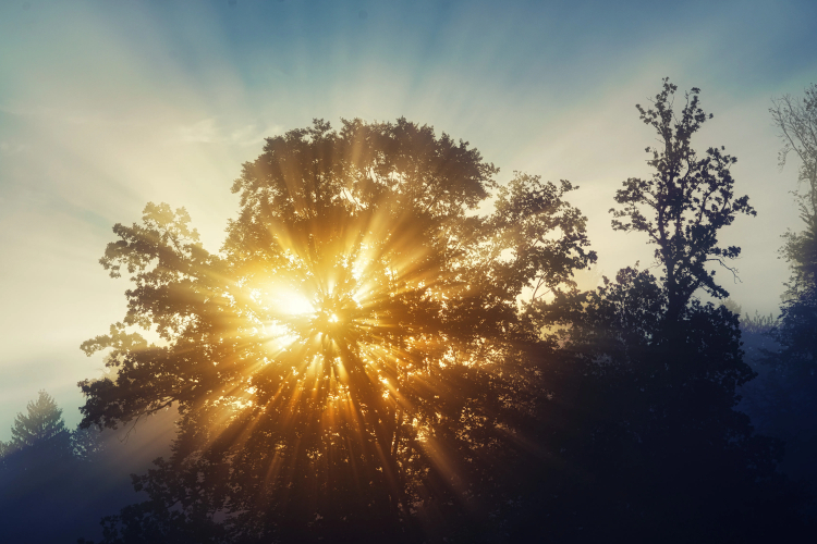 Quantum Entanglement Generated by Sunlight