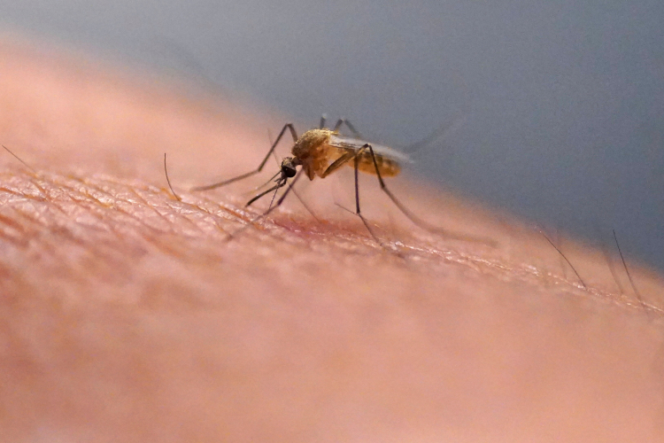 Why Do Some People React So Badly to Mosquito Bites?