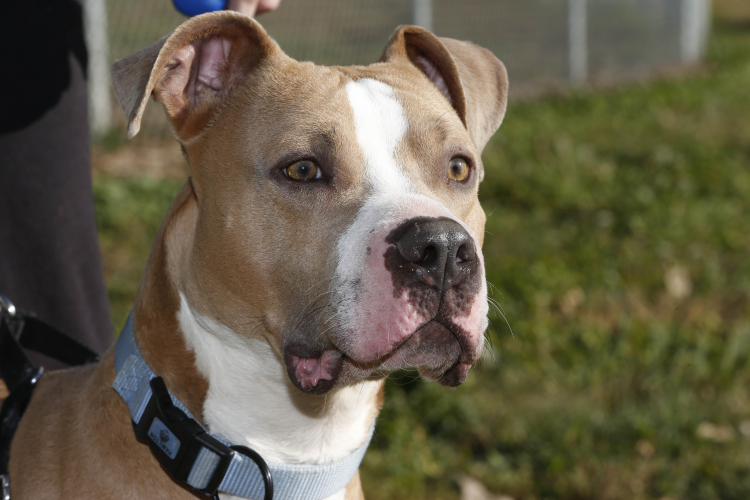 Dogs Can Distinguish Between Negative Human Facial Expressions