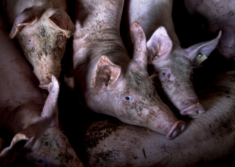 Will Farm Animals Always Suffer?