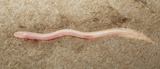 TikTok Video Leads To Discovery Of Rare Underground Eel RealClearScience tiktok-video-leads-to-discovery-of-rare-underground-eel-realclearscience