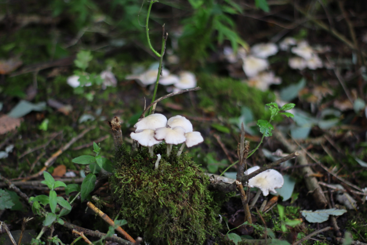 What If Earth's Vast Fungal Networks Unravel?