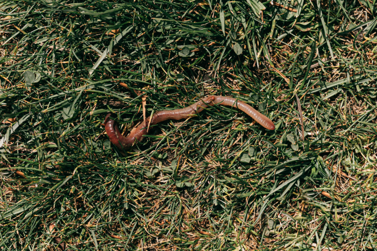 Why the Sound of the Soil Matters