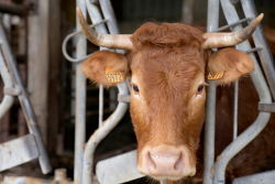 How Protein Ate Our Grocery Stores