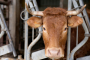“Traditional Values Under Attack: The Silent Threat Inside Our Grocery Stores”