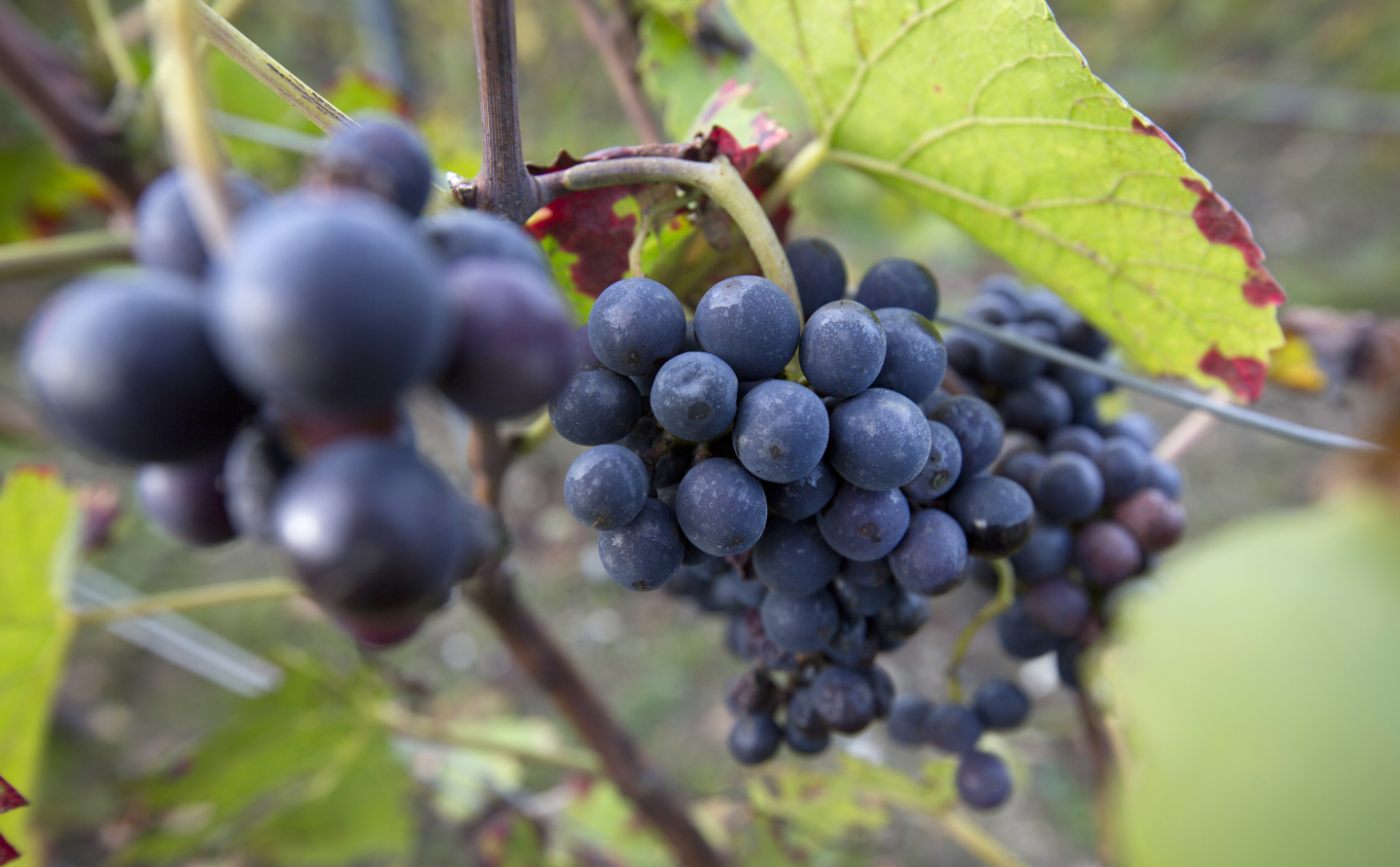 Unintended Consequences of Europe's Wine Subsidies