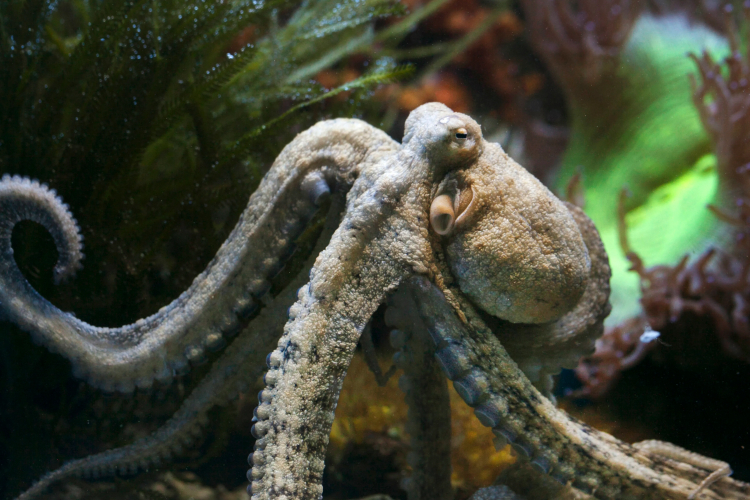 Why Are Some Octopuses So Smart?