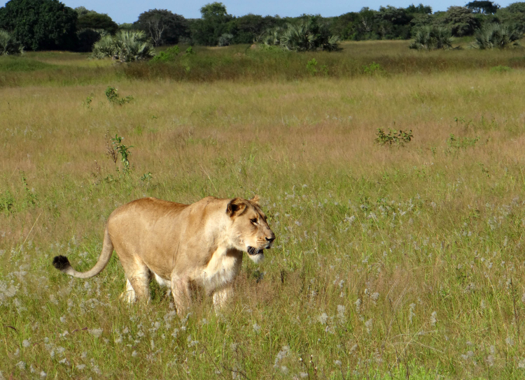 Rising CO2 Is Supercharging Grass Growth in Savannas