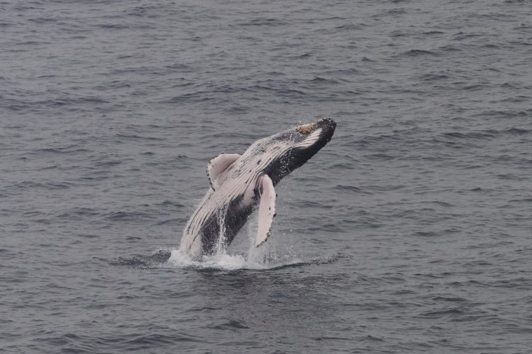 We Might Be Able to Talk to Whales Within 20 Years