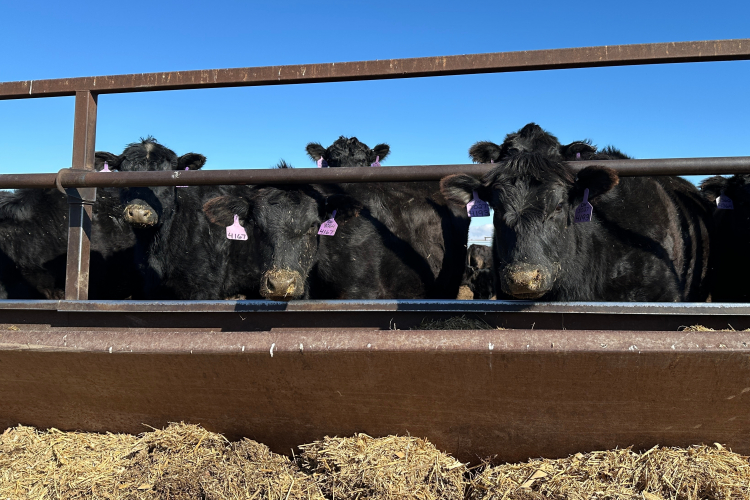 What Happens to Agriculture If Everyone Eats Less Meat?