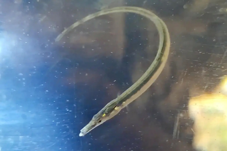 One of the World's 'Most Wanted' Lost Fish Is Rediscovered