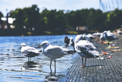 Why Haven't Birds Developed Complex Culture?